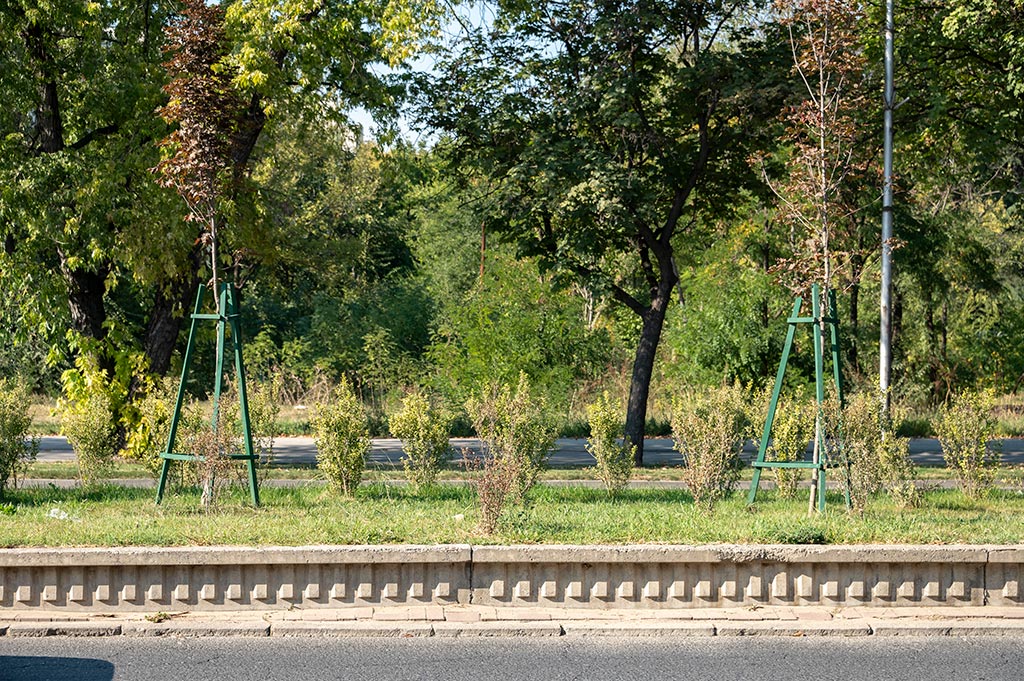 Потсушено зеленило покрај бул. Александар Македонски