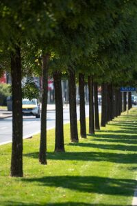 Млади дрвја покрај бул. Илинден
