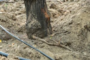 Близок кадар од стебло на дрво, ископана земја од околу за местење на систем за наводнување