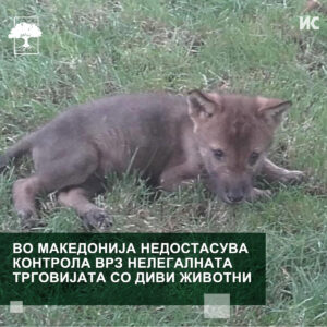 Фотографија од волк, на која пишува: Во Македонија недостасува контрола врз нелегалната трговијата со диви животни